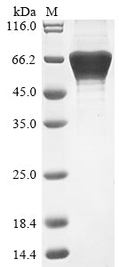 Greater than 90% as determined by SDS-PAGE.