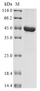 Greater than 90% as determined by SDS-PAGE.
