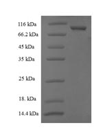 Greater than 90% as determined by SDS-PAGE.