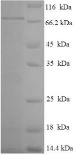 Greater than 90% as determined by SDS-PAGE.