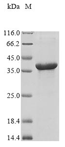 Greater than 85% as determined by SDS-PAGE.Recombinant Human Non-Structural Maintenance Of Chromosomes Element 3 Homolog (NSMCE3) Protein (His)