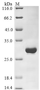 Greater than 90% as determined by SDS-PAGE.Recombinant Human Ras Gtpase-Activating Protein Syngap (SYNGAP1) Protein (His)