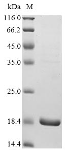 Greater than 90% as determined by SDS-PAGE.Recombinant Human Hemicentin-1 (HMCN1) Protein (His)