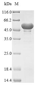 Greater than 85% as determined by SDS-PAGE.Recombinant Neosartorya Fumigata Enolase (ENOA) Protein (His)