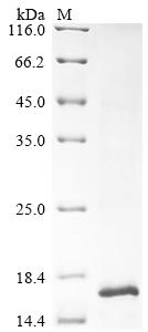 Greater than 85% as determined by SDS-PAGE.Recombinant Naja Atra Cytotoxin 3B Protein (His&Myc)