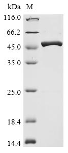 Greater than 85% as determined by SDS-PAGE.Recombinant Avian Infectious Bronchitis Virus Nucleoprotein (N) Protein (His)