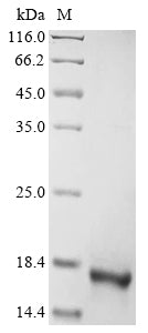 Greater than 90% as determined by SDS-PAGE.Recombinant Human Amelogenin, Y Isoform (AMELY) Protein (His&Myc)