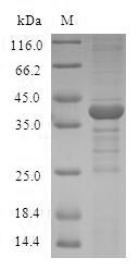 Greater than 90% as determined by SDS-PAGE.Recombinant Human Thioredoxin, Mitochondrial (TXN2) Protein (GST)