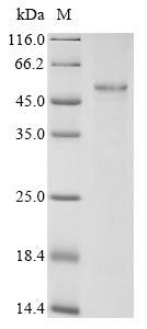 Greater than 85% as determined by SDS-PAGE.Recombinant Mouse Forkhead Box Protein P3 (FOXP3) Protein (His&Myc)