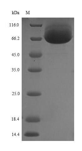 Greater than 85% as determined by SDS-PAGE.Recombinant Human Dihydropyrimidinase-Related Protein 5 (DPYSL5) Protein (His&Myc)