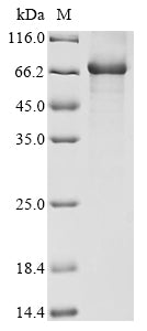 Greater than 85% as determined by SDS-PAGE.Recombinant Human T-Box Transcription Factor Tbx5 (TBX5) Protein (His&Myc)