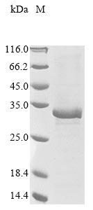 Greater than 85% as determined by SDS-PAGE.Recombinant Human Oncostatin-M-Specific Receptor Subunit Beta (OSMR) Protein (His&Myc)