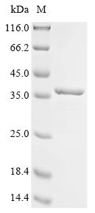 Greater than 90% as determined by SDS-PAGE.Recombinant Mouse Lysm And Putative Peptidoglycan-Binding Domain-Containing Protein 3 (LYSMD3) Protein (His&Myc)