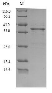 Greater than 90% as determined by SDS-PAGE.Recombinant Staphylococcus Aureus Staphylococcal Secretory Antigen Ssaa2 (SSAA2) Protein (His-SUMO)