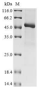 Greater than 85% as determined by SDS-PAGE.Recombinant Human Kelch Domain-Containing Protein 3 (KLHDC3) Protein (His&Myc)