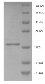 Greater than 90% as determined by SDS-PAGE.