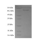 Greater than 90% as determined by SDS-PAGE.