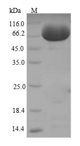 Greater than 90% as determined by SDS-PAGE.Recombinant Mouse Tissue Alpha-L-Fucosidase (FUCA1) Protein (His-SUMO)