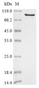 Greater than 85% as determined by SDS-PAGE.Recombinant Mouse Synaptotagmin-Like Protein 1 (SYTL1) Protein (His-SUMO)
