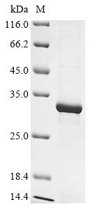 Greater than 90% as determined by SDS-PAGE.Recombinant Bovine Myosin-1 (MYH1) Protein (His&Myc)