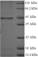 Greater than 90% as determined by SDS-PAGE.