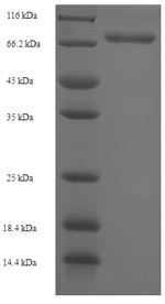 Greater than 90% as determined by SDS-PAGE.