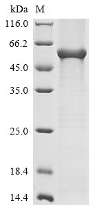 Greater than 85% as determined by SDS-PAGE.