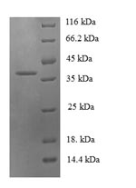 Greater than 90% as determined by SDS-PAGE.