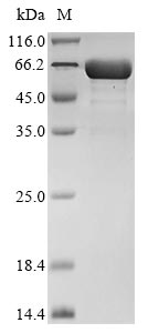 Greater than 90% as determined by SDS-PAGE.