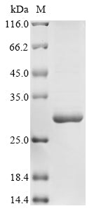 Greater than 85% as determined by SDS-PAGE.Recombinant Rat Interleukin-11 (IL11) Protein (His&Myc)