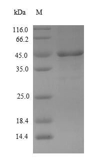 Greater than 85% as determined by SDS-PAGE.Recombinant Mouse Serine Protease 29 (PRSS29) Protein (His-SUMO)