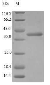 Greater than 90% as determined by SDS-PAGE.