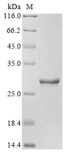 Greater than 90% as determined by SDS-PAGE.Recombinant Dog Appetite-Regulating Hormone (GHRL) Protein (GST)