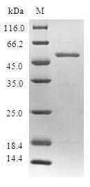 Greater than 90% as determined by SDS-PAGE.Recombinant Human Spindlin-2B (SPIN2B) Protein (GST)