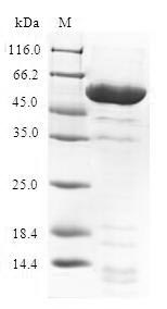 Greater than 90% as determined by SDS-PAGE.