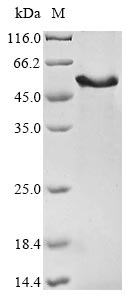 Greater than 85% as determined by SDS-PAGE.Recombinant Human Homeobox Protein Meis3 (MEIS3) Protein (His&Myc)