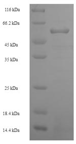 Greater than 90% as determined by SDS-PAGE.