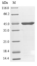 Greater than 85% as determined by SDS-PAGE.Recombinant Human Endophilin-A2 (SH3GL1) Protein (His)