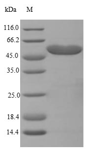 Greater than 85% as determined by SDS-PAGE.Recombinant Mouse Trifunctional Enzyme Subunit Beta, Mitochondrial (HADHB) Protein (His&Myc)