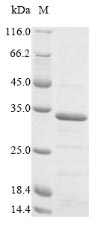 Greater than 90% as determined by SDS-PAGE.