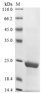 Greater than 90% as determined by SDS-PAGE.