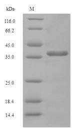 Greater than 90% as determined by SDS-PAGE.