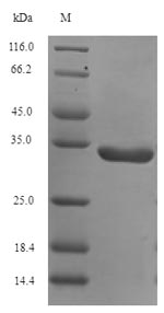 Greater than 90% as determined by SDS-PAGE.
