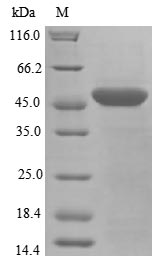 Greater than 95% as determined by SDS-PAGE.Recombinant Human Parkinson Disease Protein 7 (PARK7) Protein (His-GST)