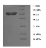 Greater than 90% as determined by SDS-PAGE.Recombinant Human Transcriptional Enhancer Factor Tef-5 (TEAD3) Protein (His-SUMO)
