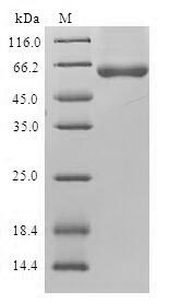 Greater than 90% as determined by SDS-PAGE.Recombinant Human Gamma-Soluble Nsf Attachment Protein (NAPG) Protein (GST)