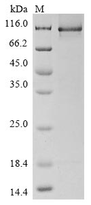 Greater than 85% as determined by SDS-PAGE.