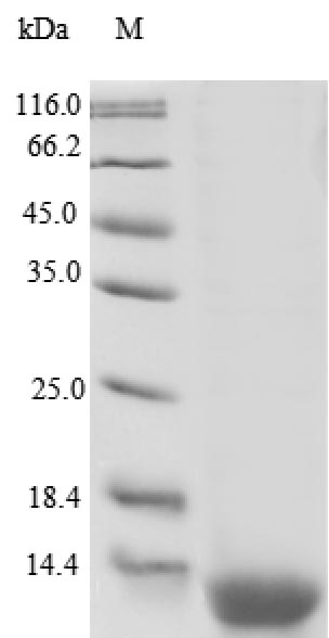 Greater than 90% as determined by SDS-PAGE.Recombinant Human Resistin-Like Beta (RETNLB) Protein (His)