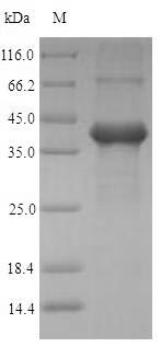 Greater than 90% as determined by SDS-PAGE.Recombinant Human Amelogenin, X Isoform (AMELX) Protein (His-SUMO)