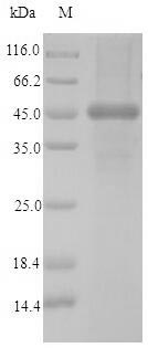 Greater than 90% as determined by SDS-PAGE.